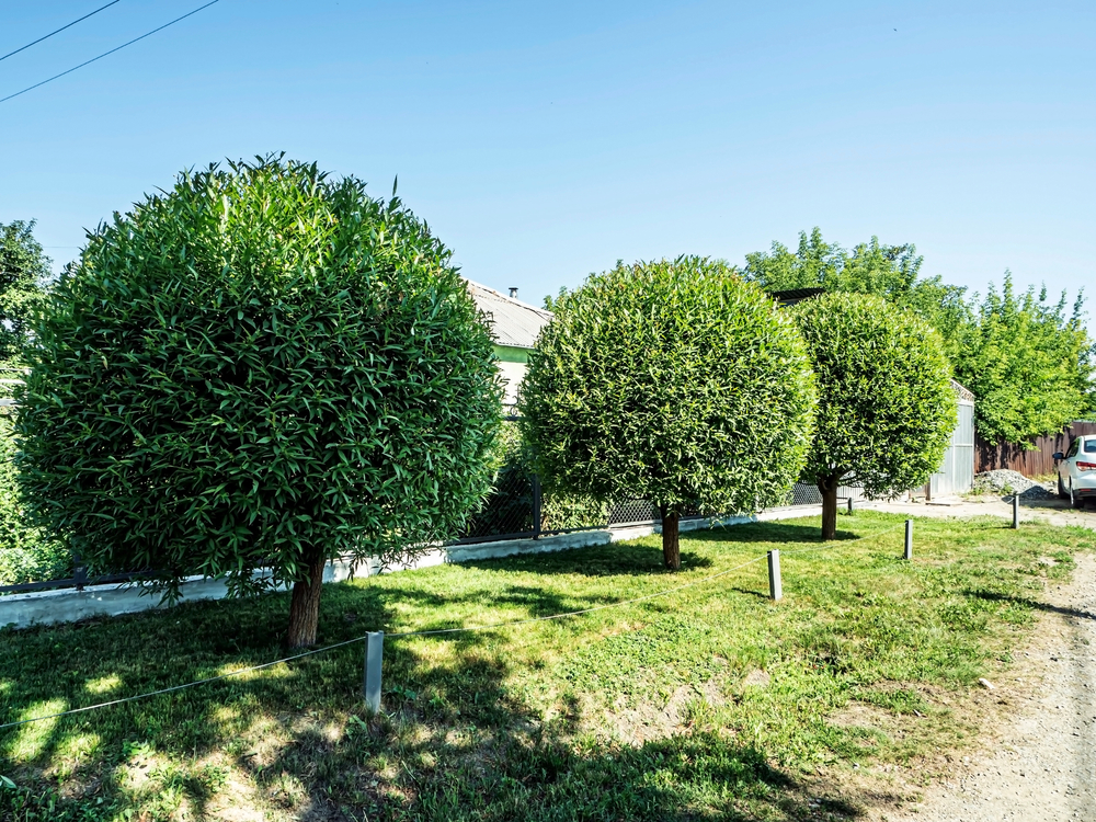 how-to-prune-trees.jpg