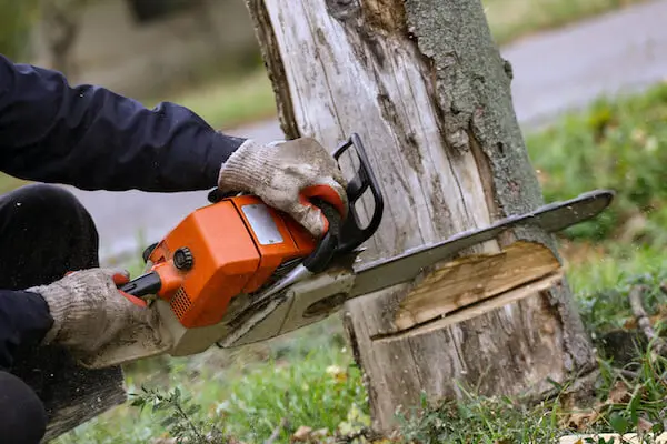 tree-removal-costs.webp